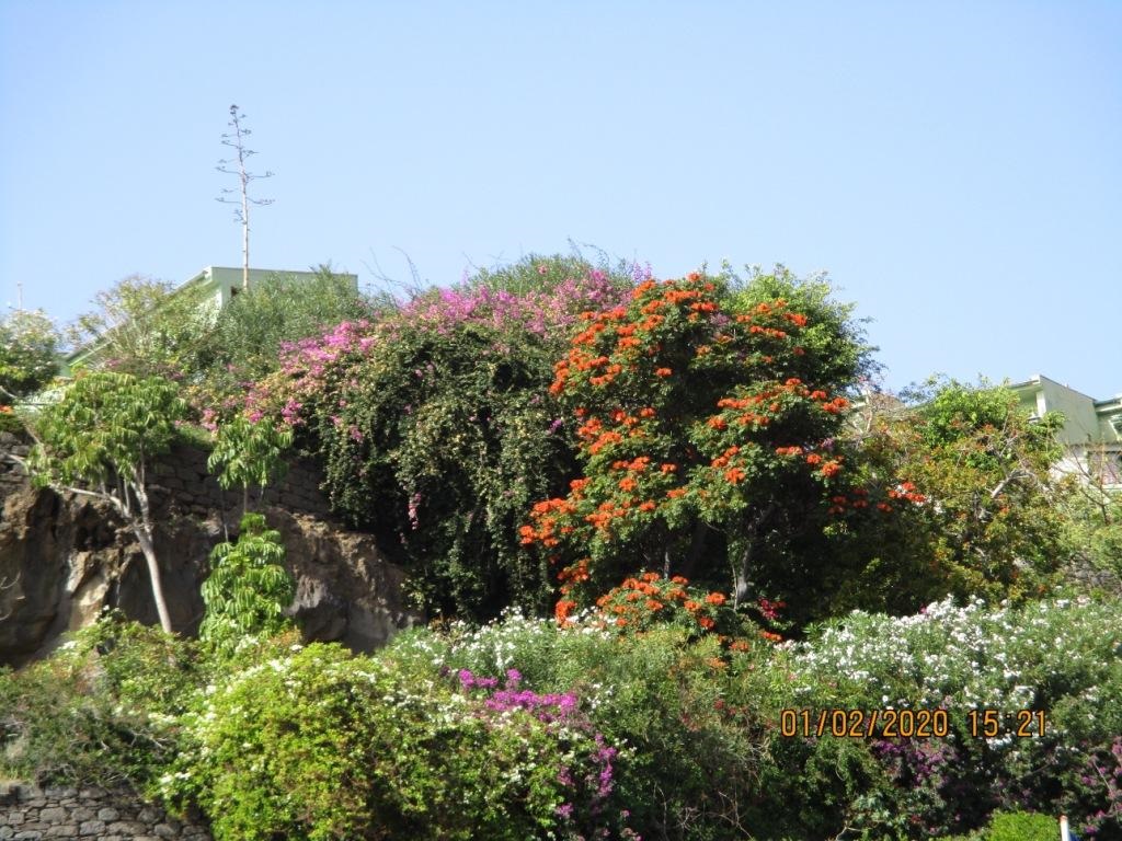 bougainvillers tout en fleurs