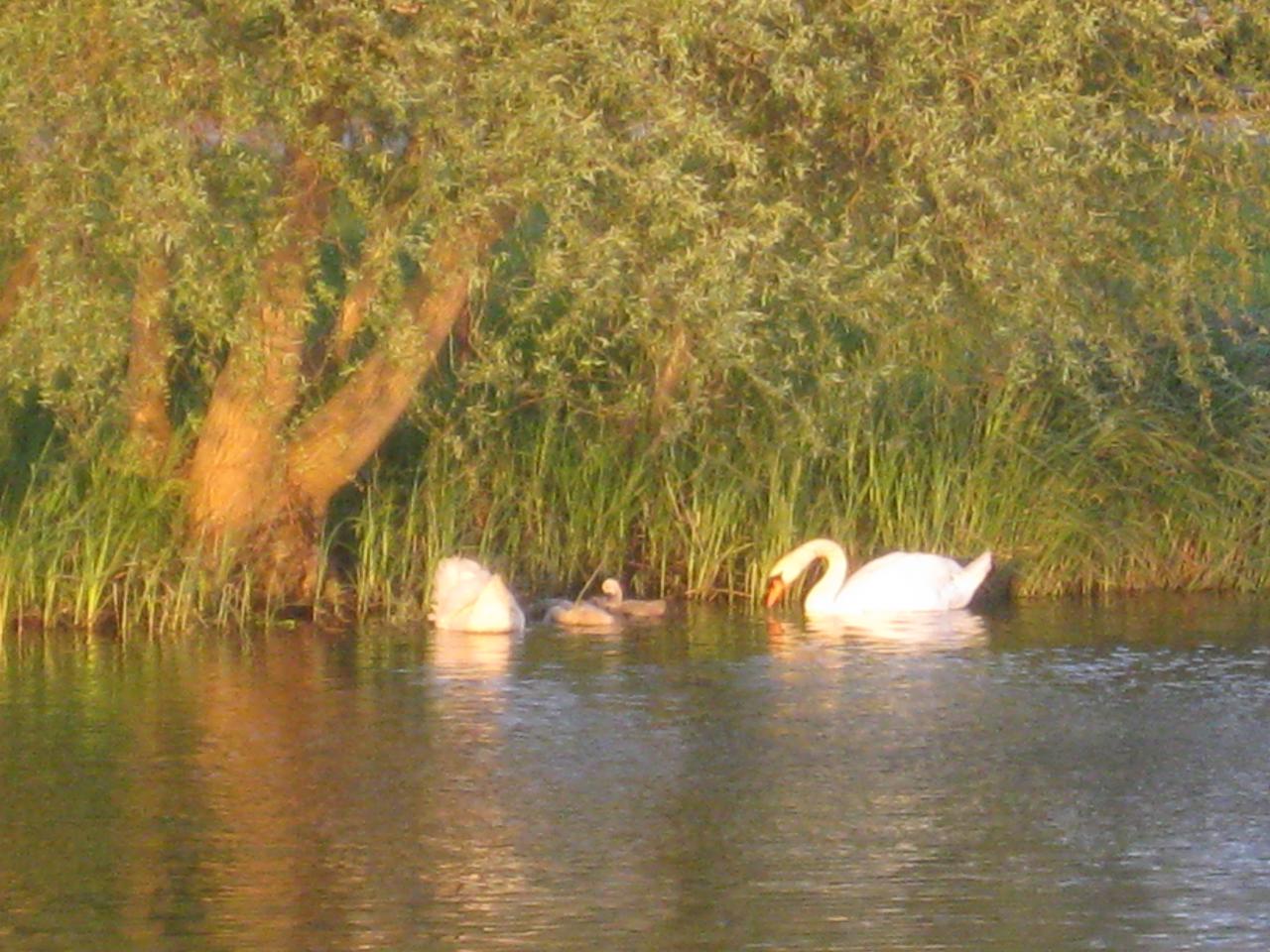 famille cygne